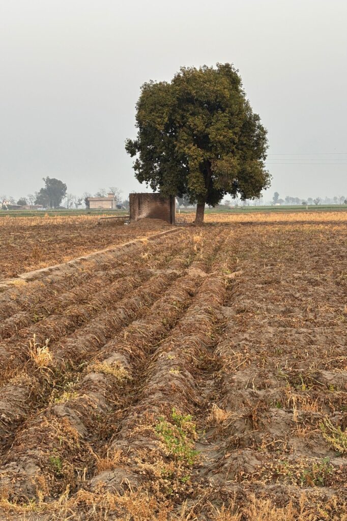 Farm View in Village Raowal