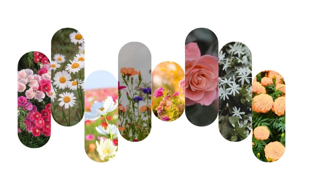 Spring Season Flowers