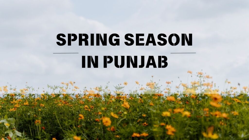 Spring Season in Punjab