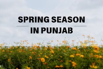 Spring Season in Punjab