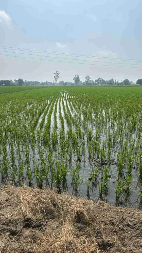 Rice Crop in Bhadon Month