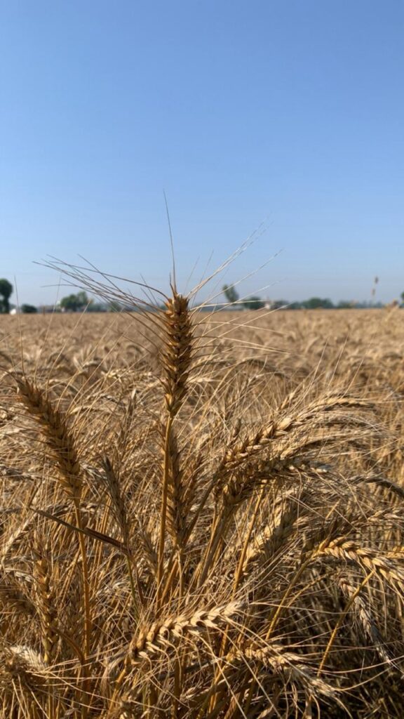 Golden Fields in the Month of Vaisakh
