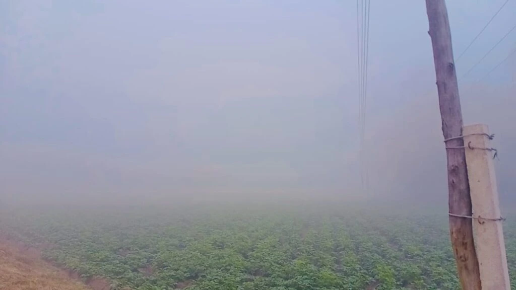 Foggy Morning in Poh Month at Village Raowal